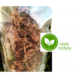 Jeżówka Purpurowa odporność korzeń cały